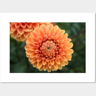 Orange Dahlia Flower Close Up Photo Posters and Art